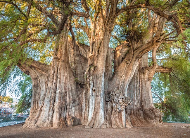 Gaze at the world's thickest tree in Santa Maria del Tule