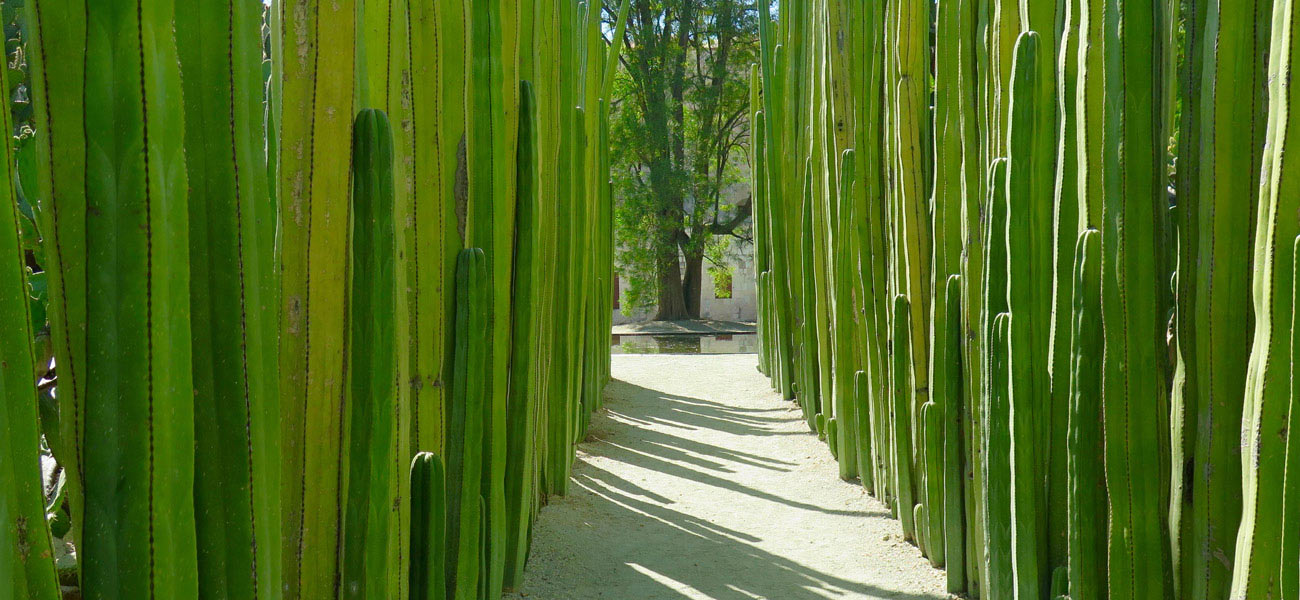 Wander through the unique botanical gardens in Oaxaca