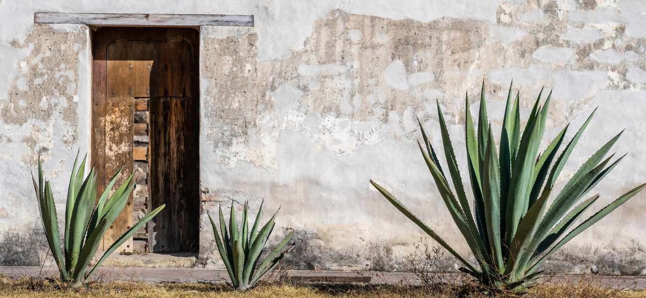 Agave plants are key to the landscape in Oaxaca