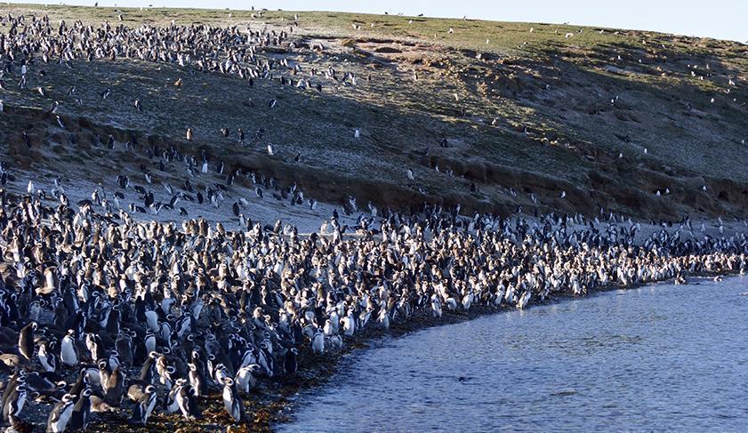 A colony of penguins, Antarctica