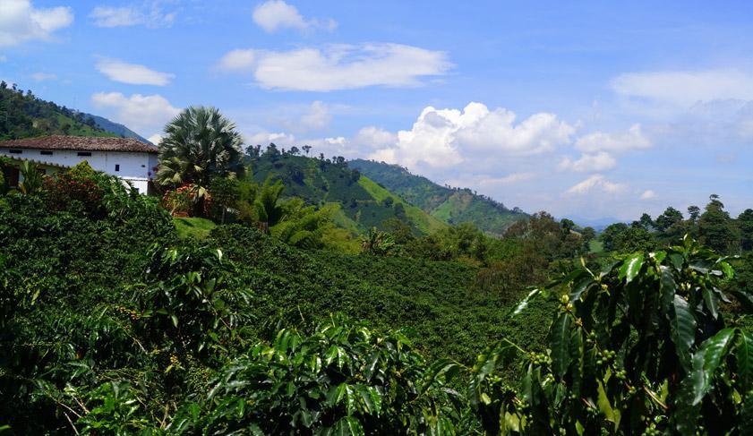 Hacienda Venecia coffee plantation