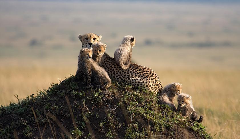 A cheetah and her cubs in the Masai Mara National Park, Kenya