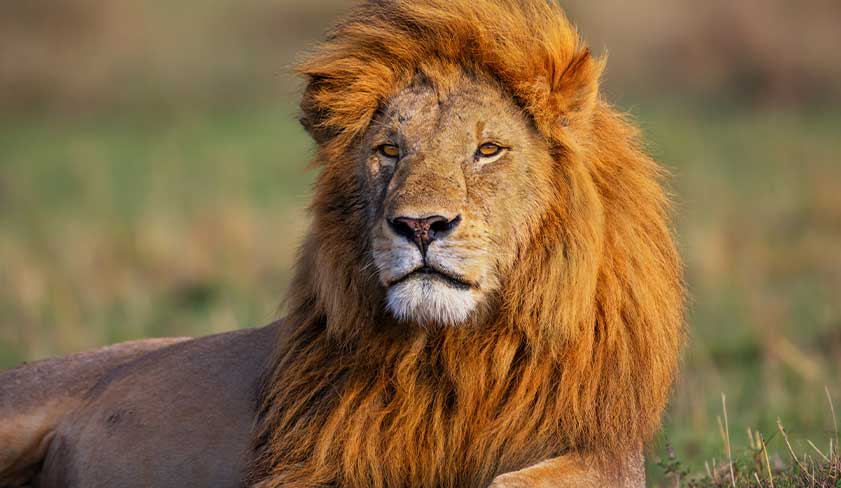 Male-Lion-in-the-Masai-Mara