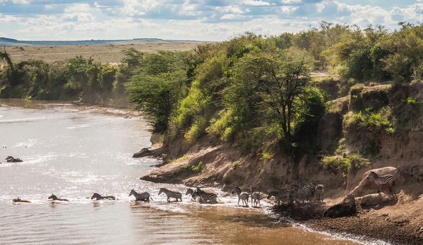 Zebras and wildebeest during migration from Serengeti to Masai Mara in Kenya.