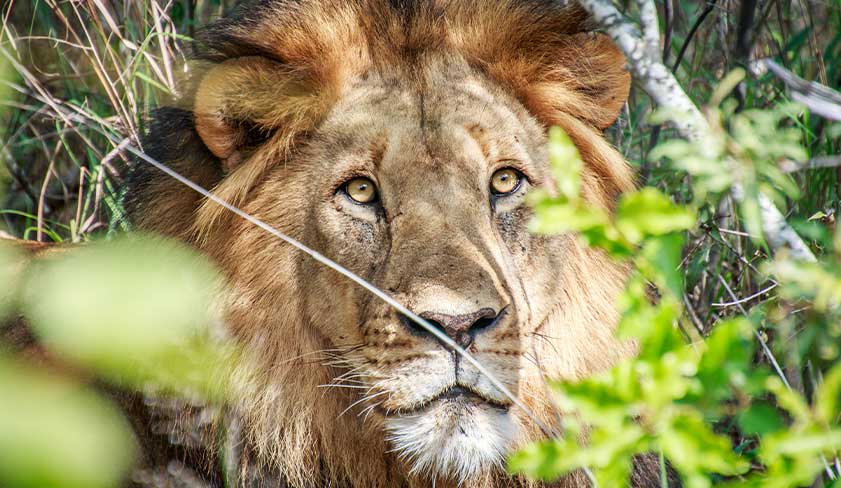 Lion-in-Kruger-National-Park