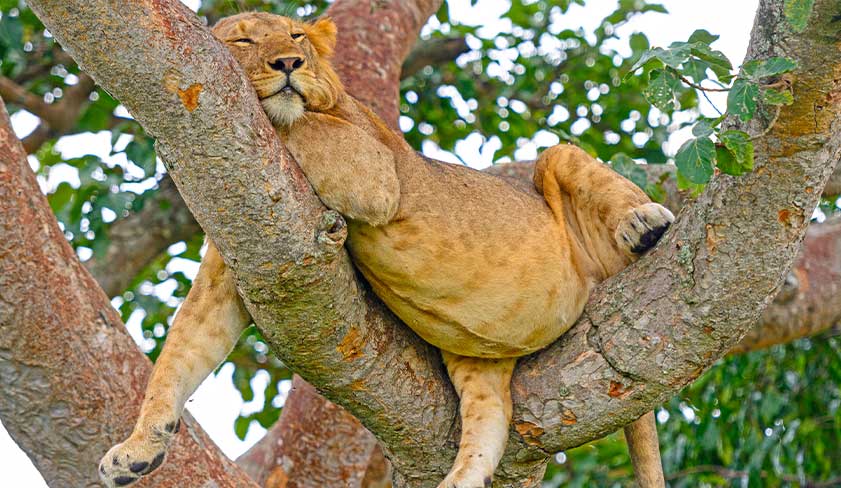 Lion-relaxing-in-Queen-Elizabath-National-Park-Uganda