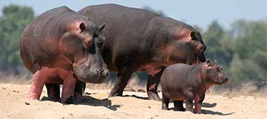 visit the serengeti national park on an african animal safari 