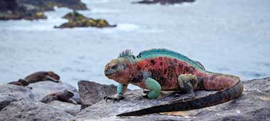 Travel on an adventure holiday like no other and see the amazing wildlife in their natural habitat in the galapagos islands