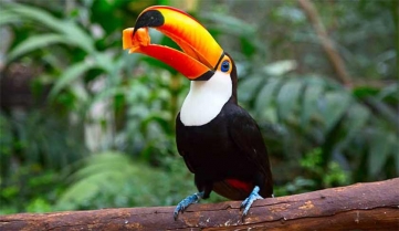 Toucan hanging in the trees in the jungle