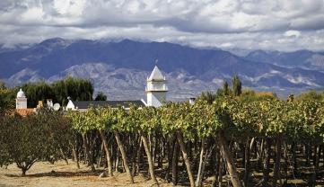 Vineyard in Cafayate, Argentina