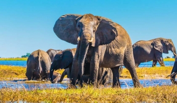 The oldest national park in Botswana - Chobe National Park