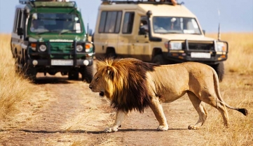 Lion-in-the-Masai-Mara-National-Park