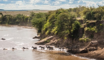 Zebras and wildebeest during migration from Serengeti to Masai Mara in Kenya.