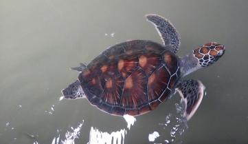 A baby turtle at the turtle hatchery near Colombo, Sri Lanka