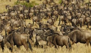 A herd of wildebeest in the Serengeti National Park, Tanzania