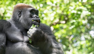 Typical Western Lowland Gorilla among leafy trees -1129631081.jpg