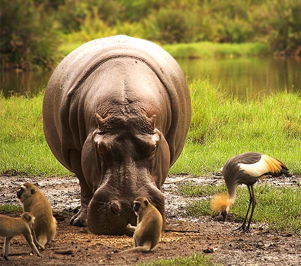 hippo and monkeys at etosha national park namibia africa